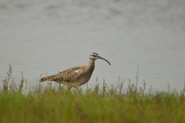 chiurlo piccolo (Numenius phaeopus)