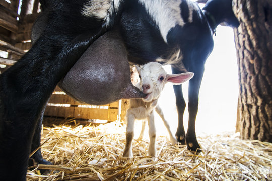 cabrito mamando de su madre