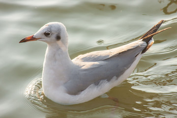 seagull in the evening water background