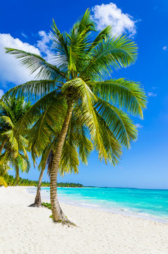 Sandy beach with palm trees, Dominican Republic in Caribbean