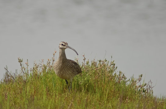 chiurlo piccolo (Numenius phaeopus)
