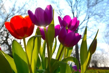 Tulpen im Sonnenlicht