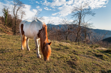 Horse in the meadow mountain