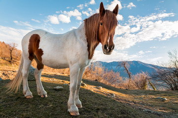 Horse standing against the blue sky in meadow mountain