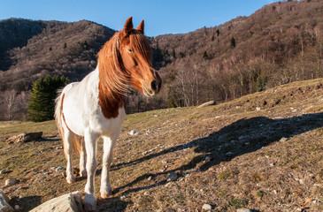 Horse in the meadow mountain