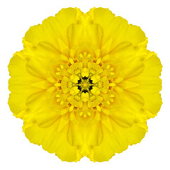 Yellow Concentric Marigold Mandala Flower Isolated on White