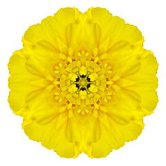 Yellow Concentric Marigold Mandala Flower Isolated on White