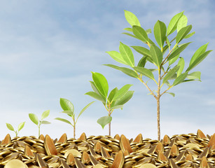 plant on gold coins and graph them