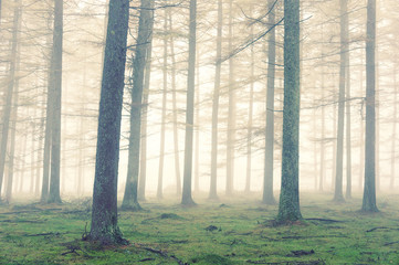 forest with fog and vintage effect