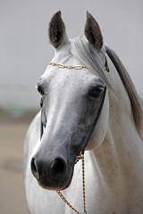 Beautiful gray Arabian horse against the stable