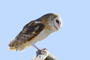 Common Barn Owl