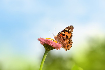 Schmetterling 112