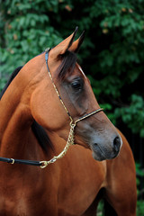 Shagya Arabian horse