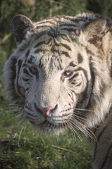 White tiger portrait