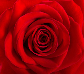 Red rose