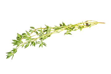 Thyme