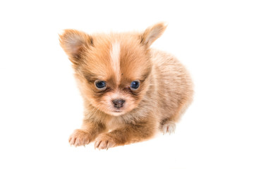 Fototapeta na wymiar Chihuahua puppy