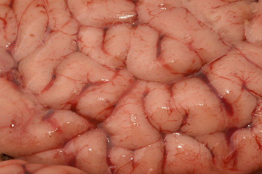 Surface of a horse brain.