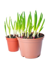 Fresh green onion different size  in a pot. Concept of thick and