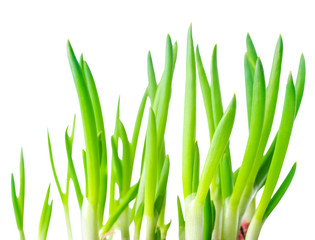 Fresh green onion is isolated on white background
