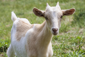cabra blanca y marrón con cuernos