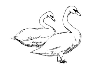 Drawing of two swans. Vector illustration