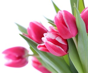 Pink tulips