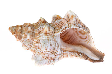Seashell on white background