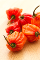 Habanero pepper