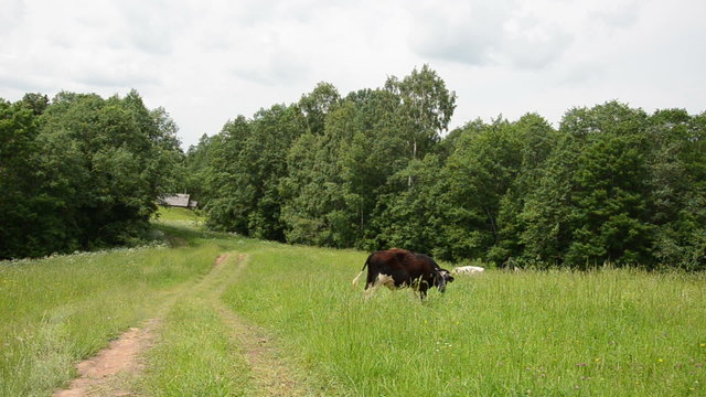 bull graze in pasture near rural road and wooden house
