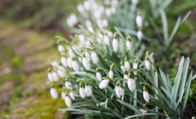 Common Snowdrops flowering in the garden