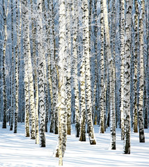 Snowy winter birch grove in sunlight