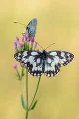 Marbled White