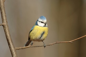 Blue tit - Parus caeruleus in autumn forest