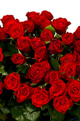 Red roses, a huge bouquet of flowers .