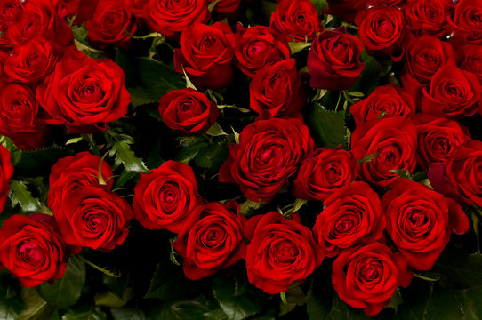 Red roses, a huge bouquet of flowers .