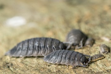 Macro photo of some wood lice