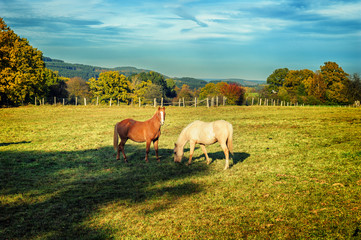 Horses at summer farm field