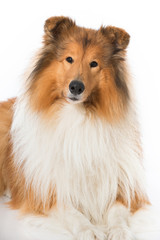 Collie