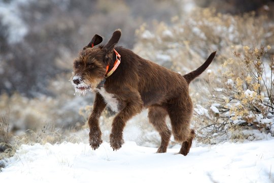 Running Pudelpointer