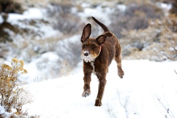 Pudelpointer