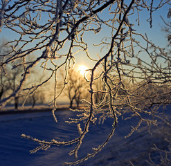 Branch against the sun