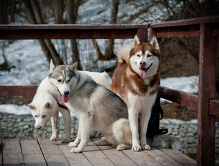 Siberian Husky