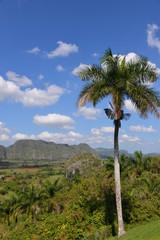 Naklejka premium Palm tree in Cuba, Vinales