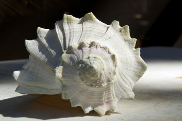 larch conch shell outside