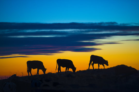 mucche al tramonto