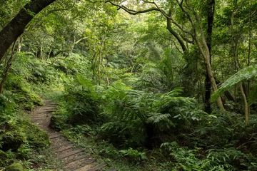 Gardinen Wälder Path in a lush and verdant forest full of trees and plants  © tuomaslehtinen