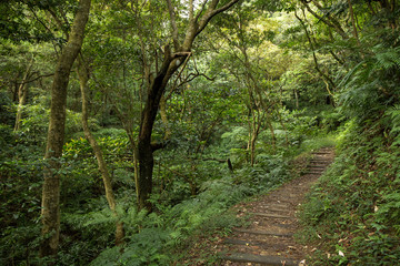 Fototapeta na wymiar Ścieżka w lesie bujne i pełne zieleni drzew i roślin