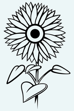 Sunflower. Image isolated on blue background