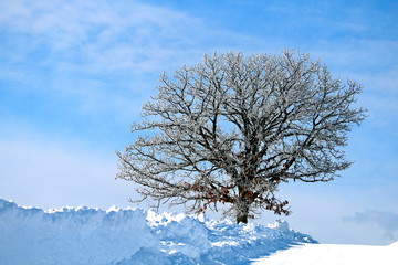 美瑛の丘の一本木の樹氷